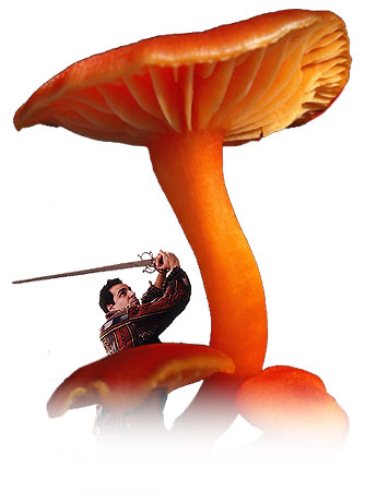 война грибов